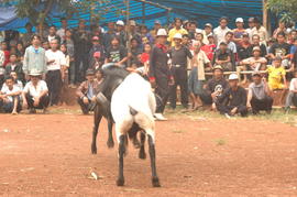 PEMBUKAAN PERTANDINGAN ADU DOMBA SE-KAB SUMEDANG 47