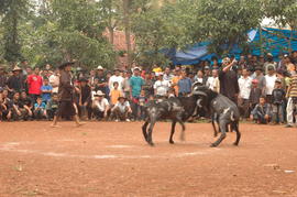 PEMBUKAAN PERTANDINGAN ADU DOMBA SE-KAB SUMEDANG 6