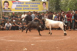 PEMBUKAAN PERTANDINGAN ADU DOMBA SE-KAB SUMEDANG 61