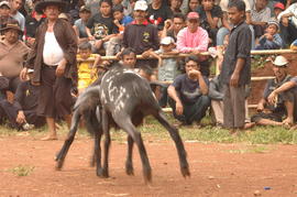 PEMBUKAAN PERTANDINGAN ADU DOMBA SE-KAB SUMEDANG 10