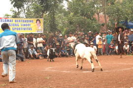 PEMBUKAAN PERTANDINGAN ADU DOMBA SE-KAB SUMEDANG 3
