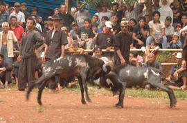 PEMBUKAAN PERTANDINGAN ADU DOMBA SE-KAB SUMEDANG 8