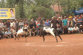 PEMBUKAAN PERTANDINGAN ADU DOMBA SE-KAB SUMEDANG 16
