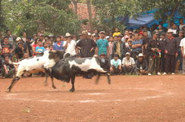 PEMBUKAAN PERTANDINGAN ADU DOMBA SE-KAB SUMEDANG 15