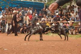 PEMBUKAAN PERTANDINGAN ADU DOMBA SE-KAB SUMEDANG 7