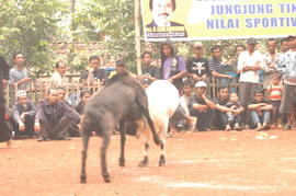 PEMBUKAAN PERTANDINGAN ADU DOMBA SE-KAB SUMEDANG 59