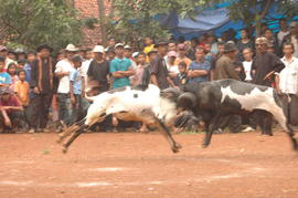 PEMBUKAAN PERTANDINGAN ADU DOMBA SE-KAB SUMEDANG 14