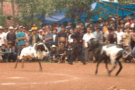 PEMBUKAAN PERTANDINGAN ADU DOMBA SE-KAB SUMEDANG 13