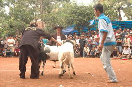 PEMBUKAAN PERTANDINGAN ADU DOMBA SE-KAB SUMEDANG 2